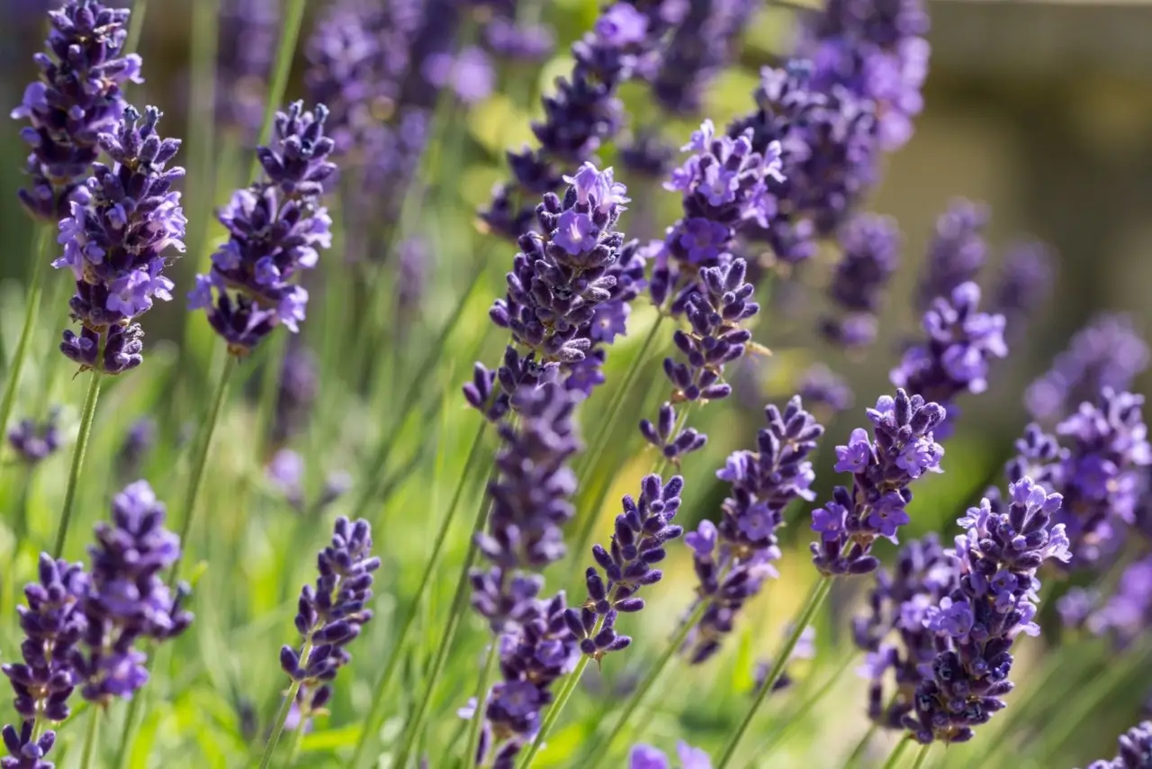 Il trucco dei giardinieri per potenziare la lavanda: ecco cosa piantare accanto