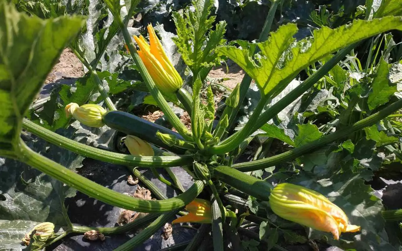 Stai annaffiando troppo le zucchine? Ecco quante volte a settimana devi farlo davvero