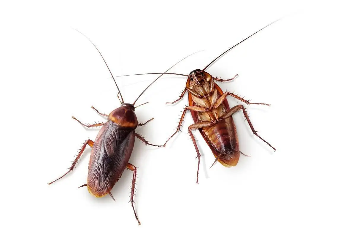 Scarafaggi nelle parti comuni del condominio? Ecco cosa devi fare subito per eliminarli