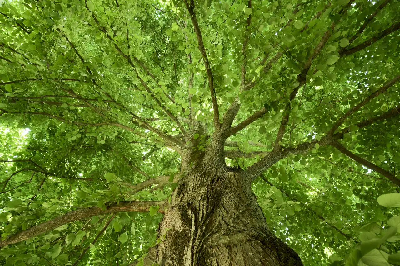 Gli alberi del vicino sono troppo alti e fanno ombra? Ecco cosa puoi fare legalmente