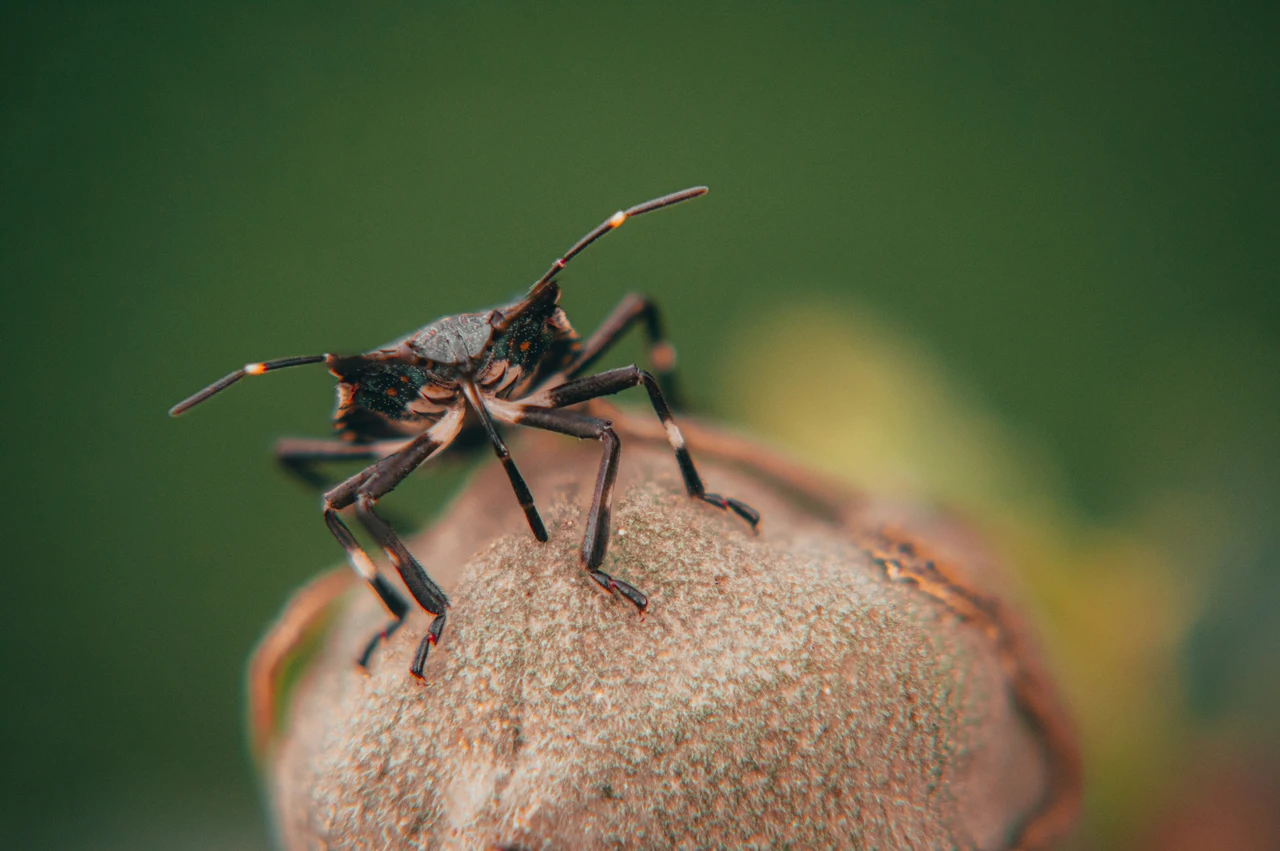 La verità sorprendente su come muoiono davvero gli insetti