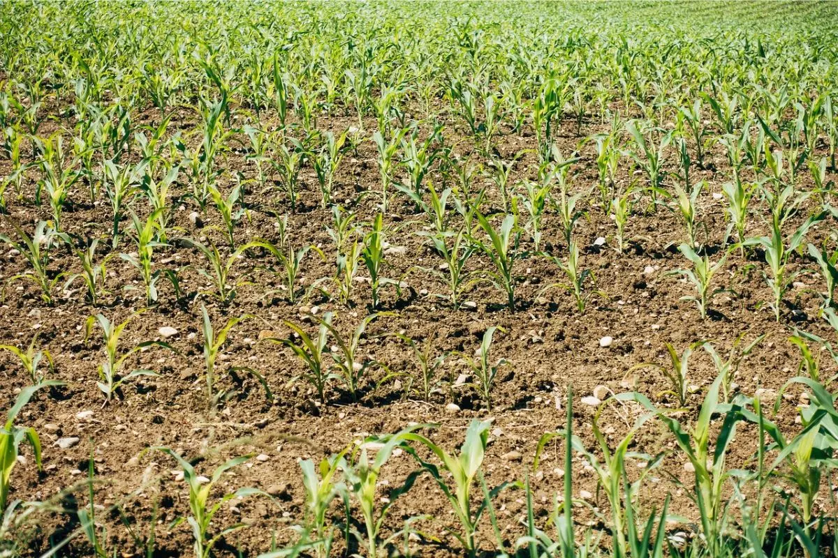Allerta siccità: ecco cosa possiamo fare subito per salvare l’acqua e le nostre coltivazioni