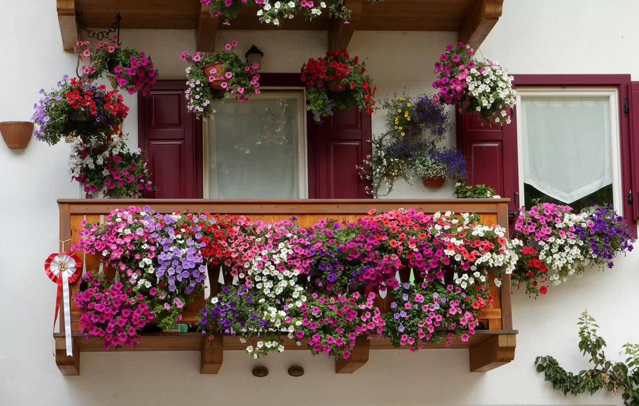 Il trucco definitivo per non far morire le piante sul balcone durante il caldo torrido