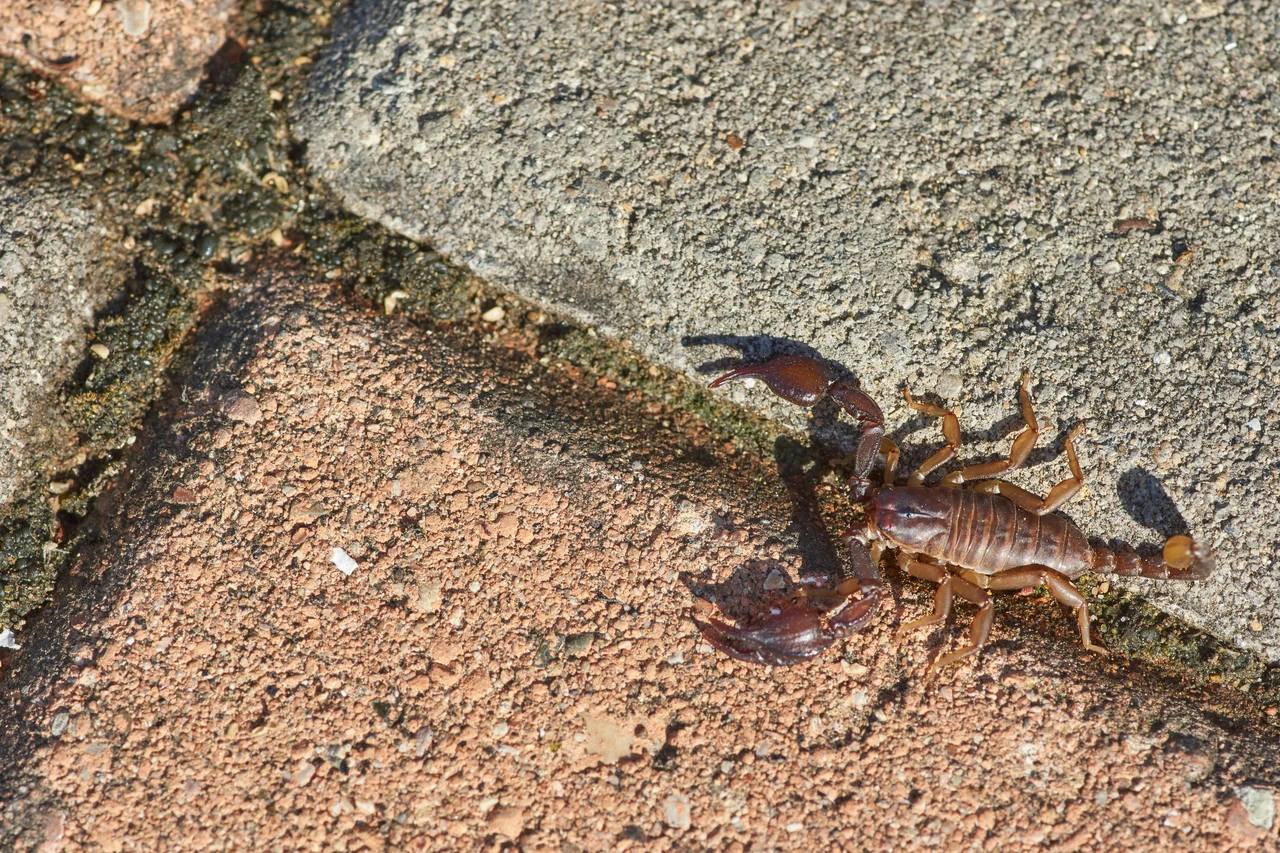 Allarme scorpioni in casa: ecco quanto costa davvero eliminarli con una disinfestazione