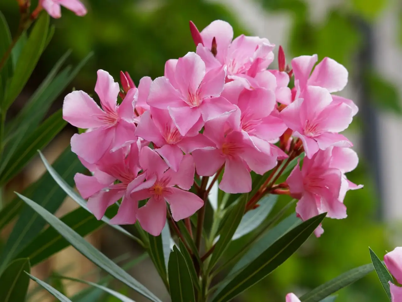 Non togliere i fiori secchi dell’oleandro in questo modo: ecco l’errore comune che blocca la fioritura