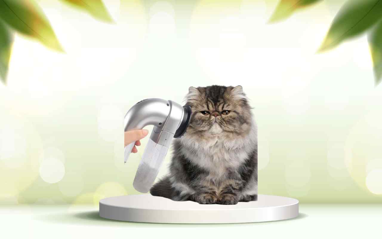 Scopri SpazzolAmica: elimina i peli degli animali e migliora la pulizia di casa